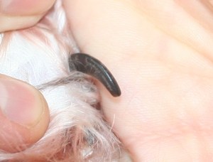 Black Havanese dog toenail