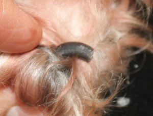 Havanese tipped toenail