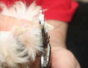 Trimming a Havanese dog toenail