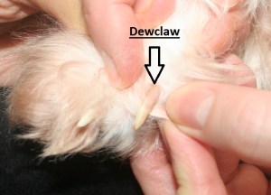 Havanese dog dewclaw picture