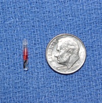 Havanese puppy dog microchip