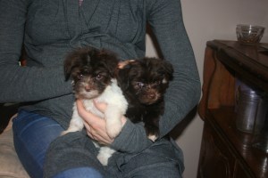 Chocolate Havanese Puppy