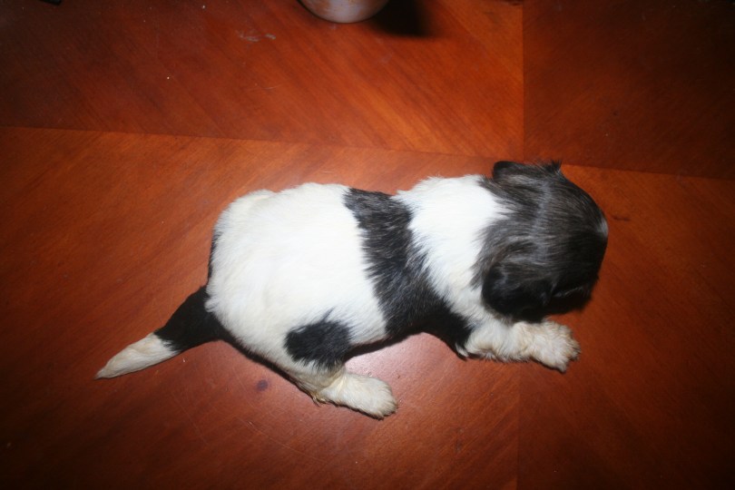 Sable brindle and white puppy