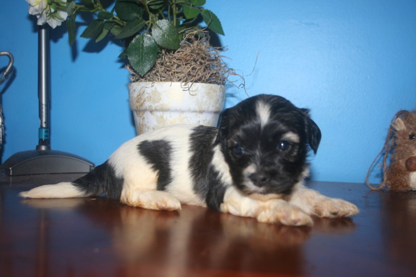 sable, brindle, and white havanese puppy