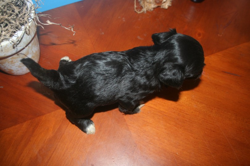 black puppy with white toes