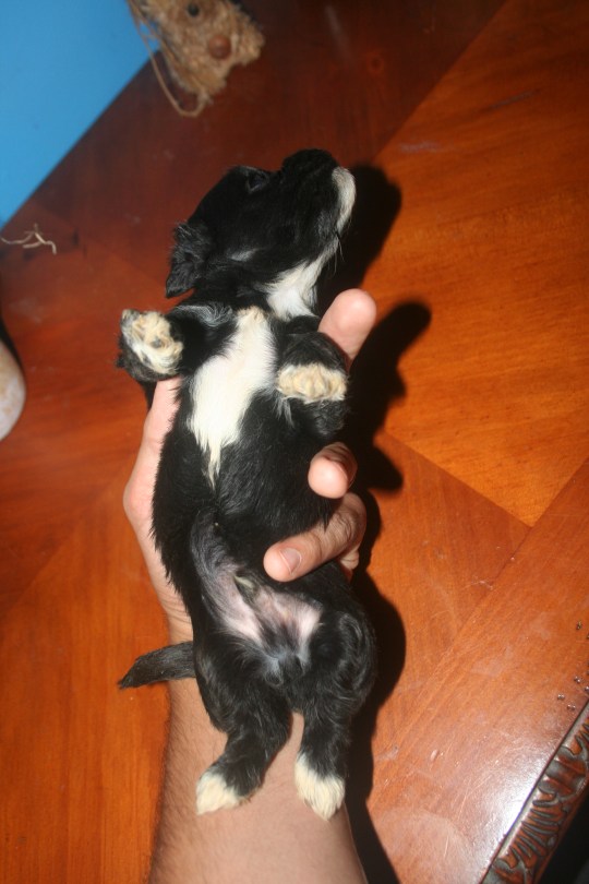 Puppy with white markings on belly