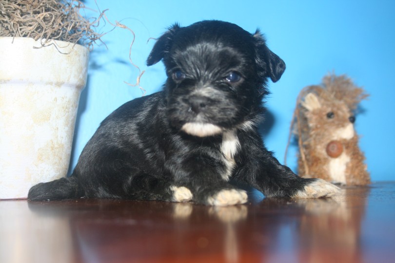 beautiful black and white havanese