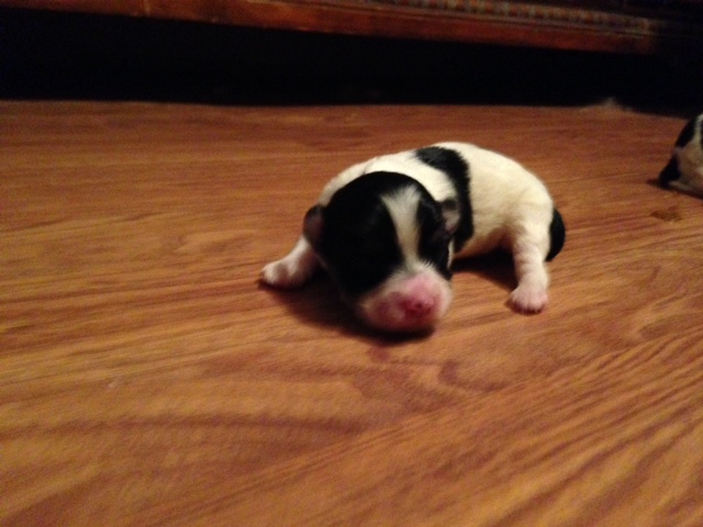 puppy black and white