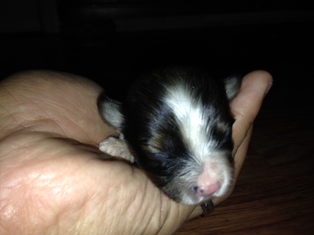 Puppy peaking over hand