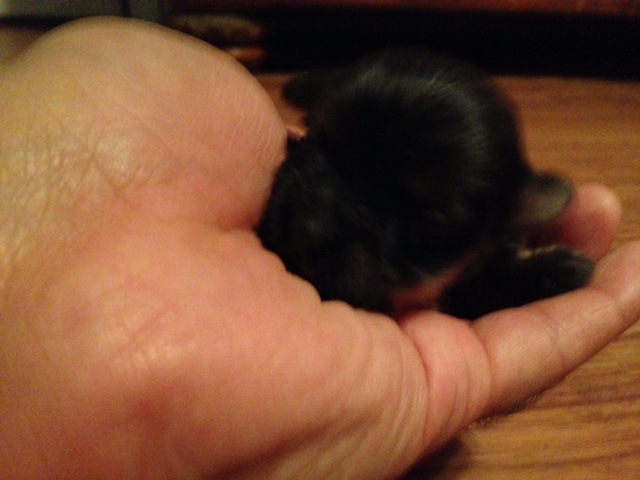 Puppy 1