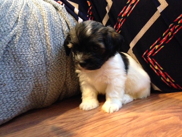 Sable Havanese White Markings