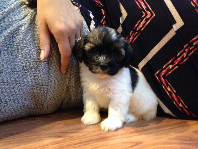 Havanese puppy looking straight on
