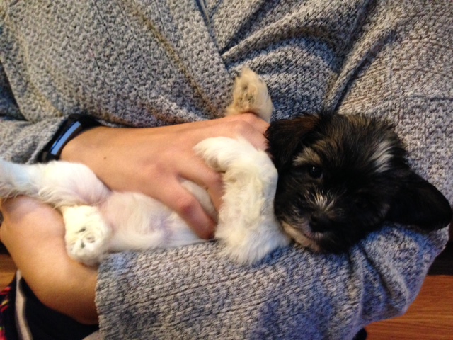 Havanese Puppy on Back