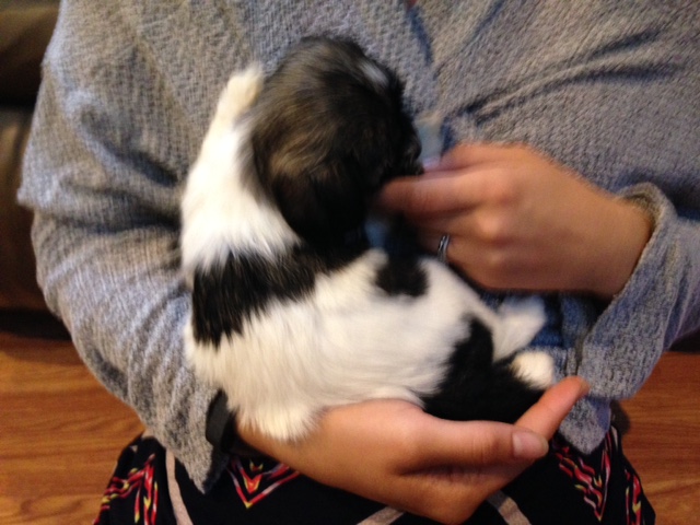 Havanese Puppy from Behind