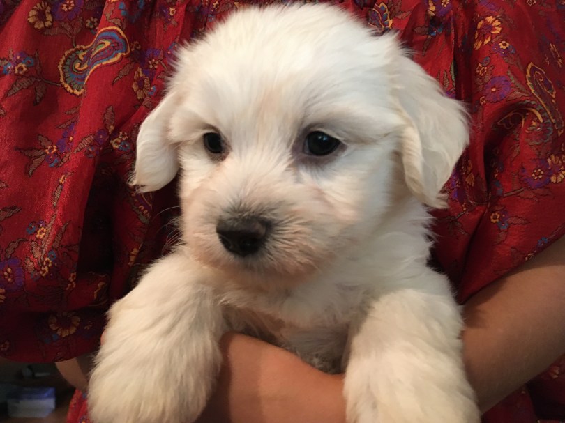 white havanese puppy shot