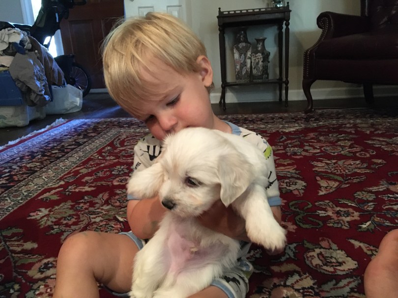 baby boy with havanese puppy