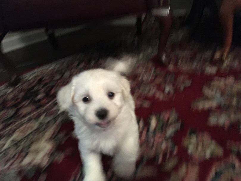 white puppy