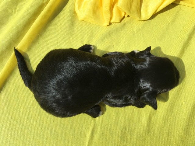 black puppy from above