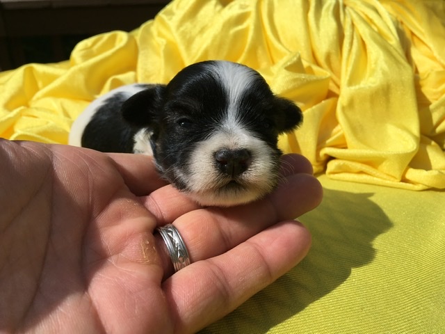 black and white havanese puppy face