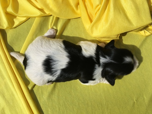 black and white havanese dog from above