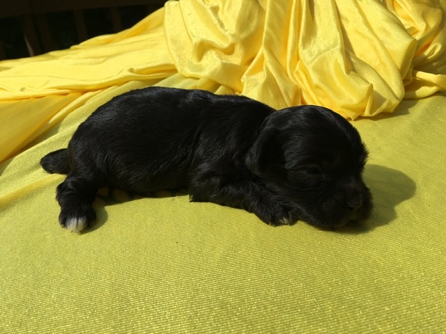 black puppy on yellow silk