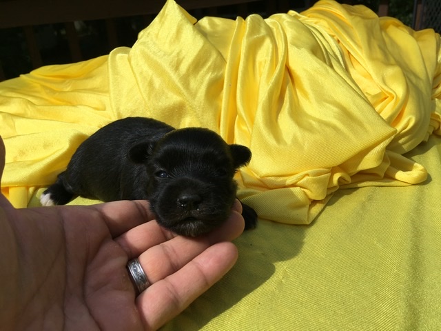 black havanese puppy
