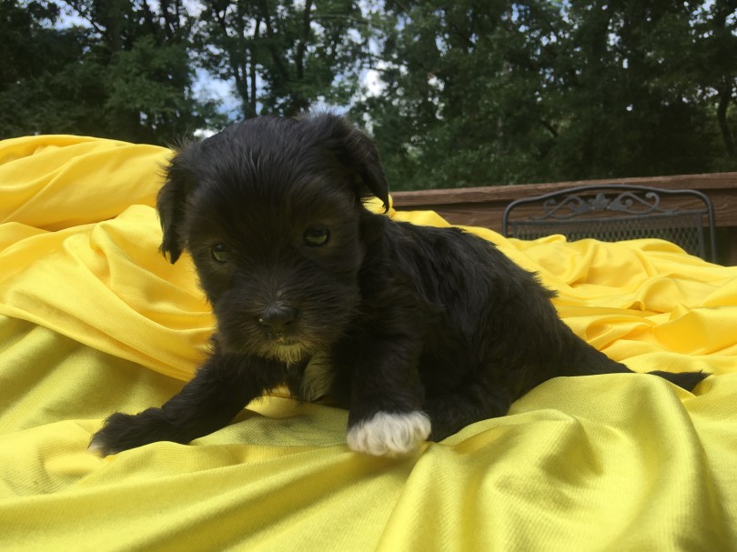 Faith Black female havanese