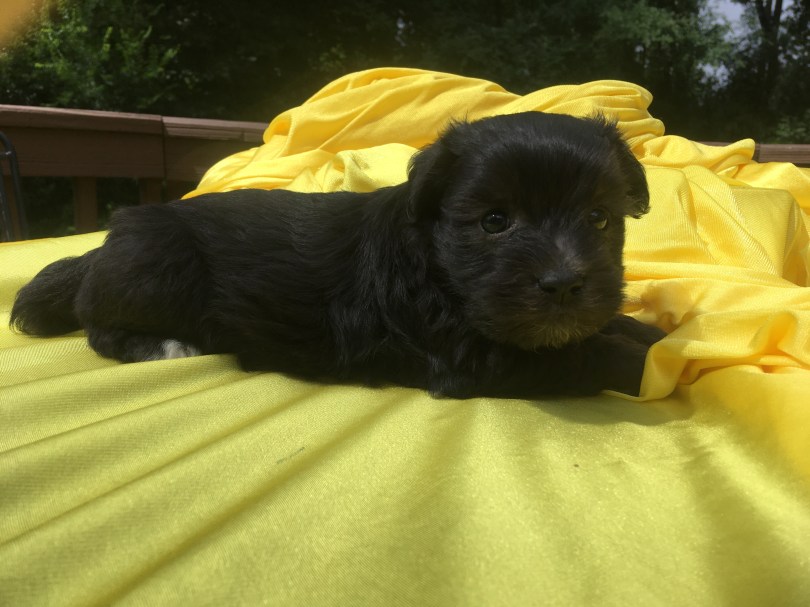 puppy picture of havanese