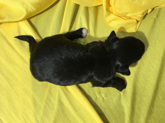 adorable havanese puppy