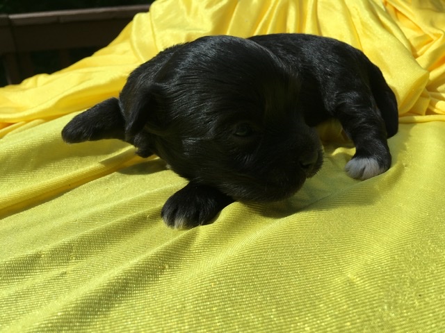 profile of havanese puppy