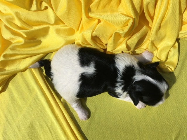 black and white havanese puppy outside