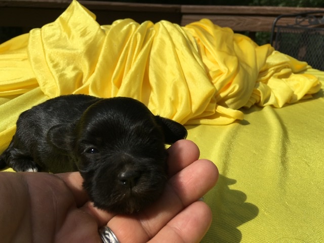 how to pose a puppy 2