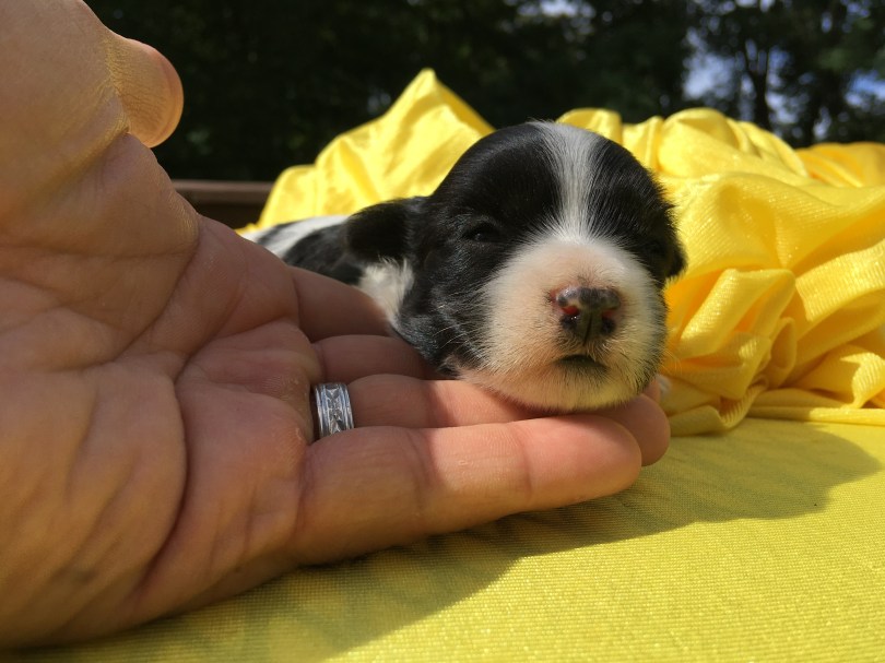 how to pose a picture of a newborn puppy