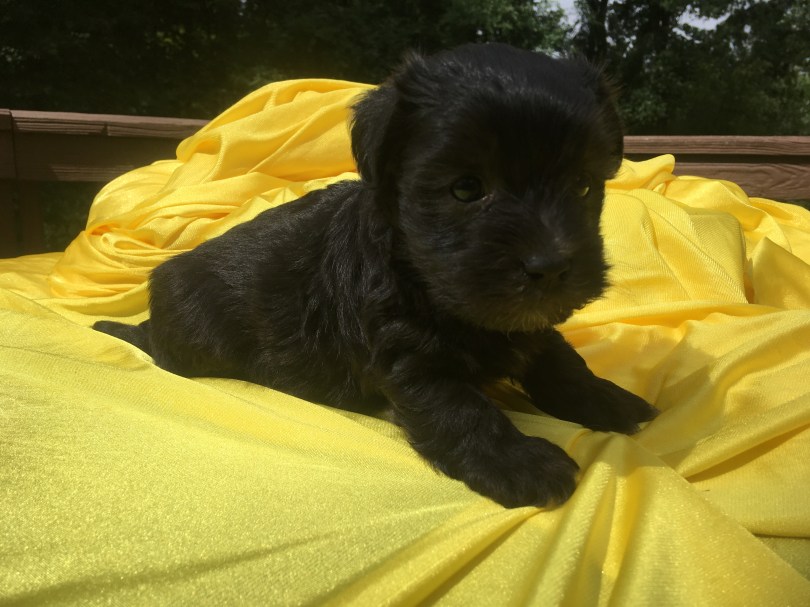 faith black male havanese