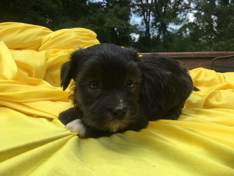 faith female havanese