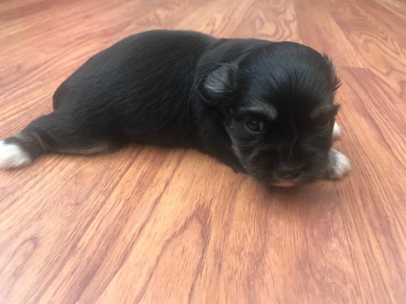tan and white puppy on floor