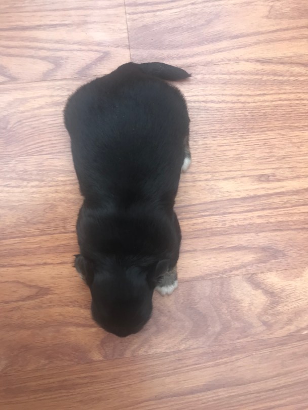 tan and white puppy from above