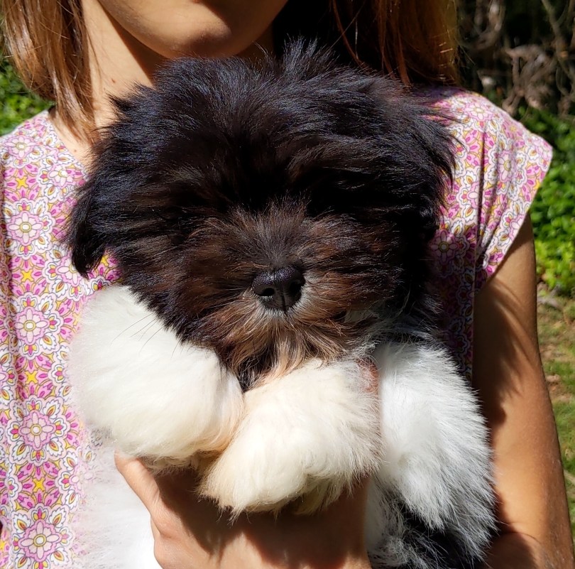 black and white havanese puppy